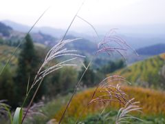 -紫鹊界梯田景区
