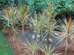-中国科学院西双版纳热带植物园