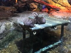 -暹罗海洋世界