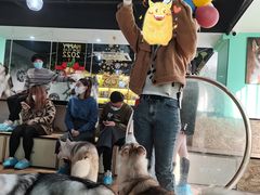 -Husky Go! 哈士奇体验馆·宠物咖啡厅狗咖