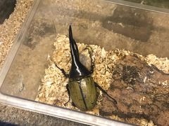 -上海大自然野生昆虫馆(东方明珠·爬宠昆虫探索中心)