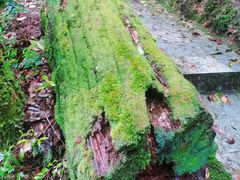 -云南屏边大围山国家公园