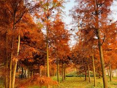 -上海海湾国家森林公园