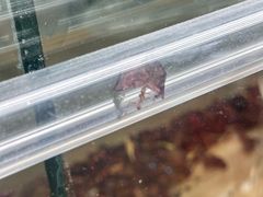 -上海大自然野生昆虫馆(东方明珠·爬宠昆虫探索中心)