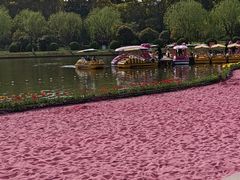 -上海鲜花港