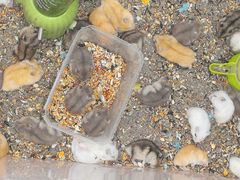 -溪岸路花鸟市场