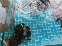 -渡海小渔村.老辈日照菜