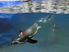 -太平洋海底世界