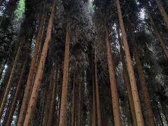 -武陵山森林公园