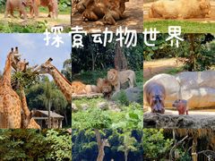-广州长隆野生动物世界