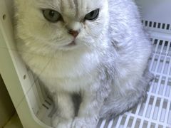 -伟伟宠物医院·瑞派猫友好医院·猫科(光谷店)
