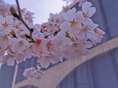 -龙美术馆(西岸馆)