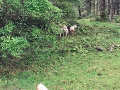 -硗碛藏寨·神木垒景区