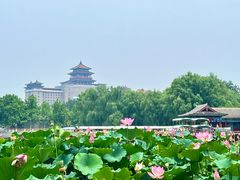 -莲花池公园