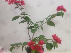-伊犁羊杂馆