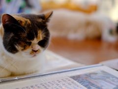 -有猫主题·治愈系猫咖(曾厝垵店)