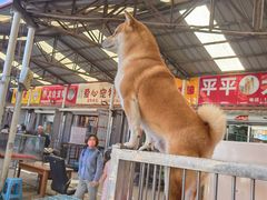 -中环花鸟鱼虫市场