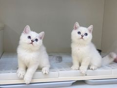 -lincat·猫舍(广州店)