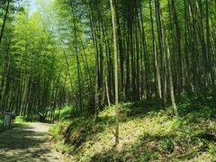 -广州市石门国家森林公园