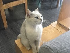 -吉丁鸟咖·异宠·寄养