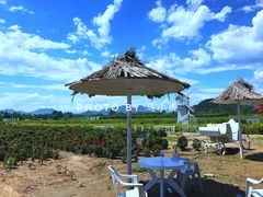 景点-北京东方普罗旺斯薰衣草庄园