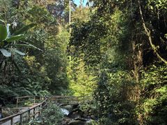 -莫里热带雨林景区