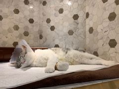 -宠爱国际动物医院·消化内科·心肾内科·ISFM猫友好(望京店)