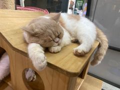 -more than meow吴止猫主题餐厅(承德 中船汇店)