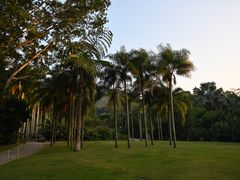 -深圳仙湖植物园