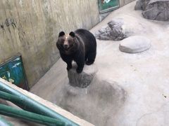 -东方熊牧场