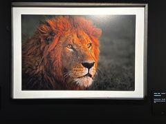 -罗红摄影艺术馆