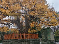 -清真.回香园(南街店)