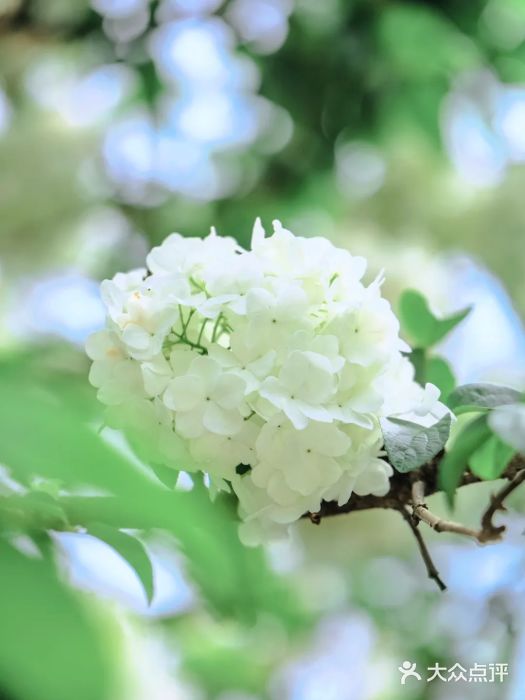 沙湖公园图片
