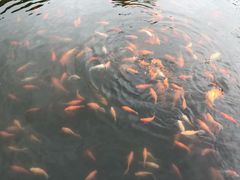 -西湖外事游船(花港观鱼码头)