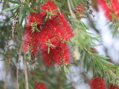 -天适樱花悠乐园