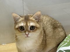 -青奢宠物·青奢猫舍