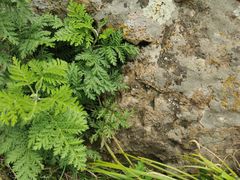 -白草畔自然风景区