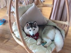 -Husky Go! 哈士奇体验馆·宠物咖啡厅狗咖