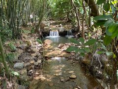 -深圳仙湖植物园