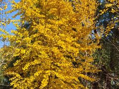 -长白岛森林公园