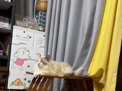-楼上猫咖(罗湖店)