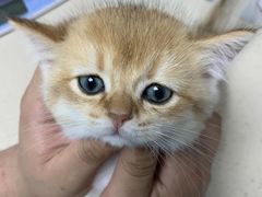 -瑞派旺宝宠物医院·犬猫全科综合·尿道专科(莲兴院)