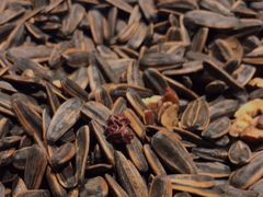 等菜枣香瓜子-蚝堡海鲜·威海菜·海肠捞饭·烧烤·亚洲吃蚝公司(幸福门店)