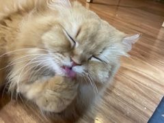 -MOCHA明星猫咖(田子坊店)