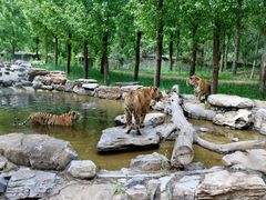 -北京野生动物园