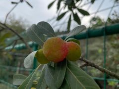 -树山生态村