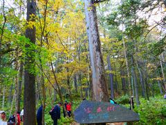 -五营红松林海景区