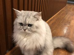-猫友咖啡店(玉林西路店)