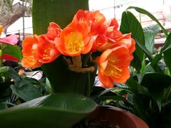 -秦美花卉(天朗·莱茵小城2期店)