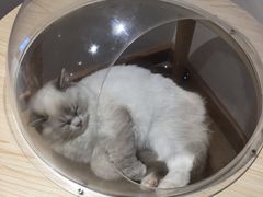 -瞄一喵猫咖(格力海岸店)
